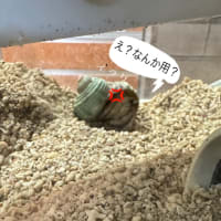 ふぶきちゃん、脱皮中