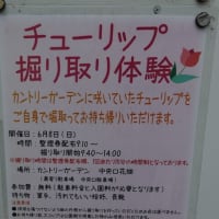 チューリップ掘り取り体験