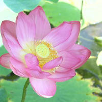 舎人公園、夏の花