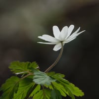 見頃を迎えた水林自然林に咲くスプリングエフェメラル...春の妖精と呼ばれる花々（2024.4.7）