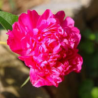 庭の芍薬、2025