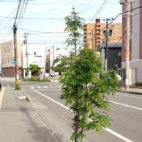街路樹のナナカマド2