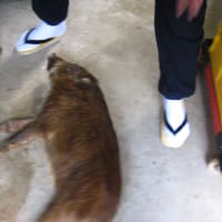 朝捕獲されて処理されたイノシシ（マルカッサン）出雲市佐田町
