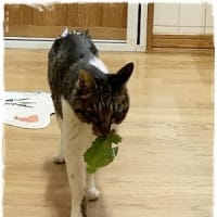 うろうろウーロン