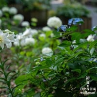 紫陽花とゆり、白の彩り。