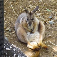 埼玉県こども動物自然公園で動物さんに癒される　その５　最終回