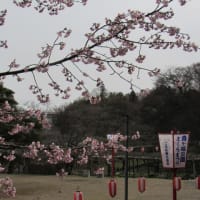 通勤の飛行機通過朝桜