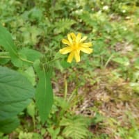 初秋の里山自然散歩の様子