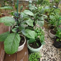 昨年の農園に支柱を取りに行って来た＆庭の野菜たち