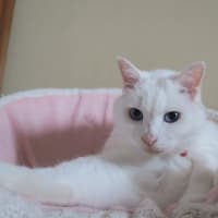 ピンクエリア