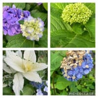 紫陽花が焦げた！
