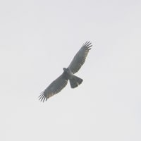 10/02探鳥記録写真　五島：大瀬崎への鳥見行-2（ハチクマの模様、）