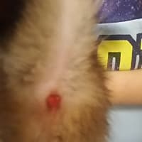 柴犬はじめたました。