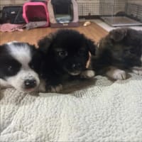 やっと撮れた♪