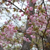 柏原市　竜田古道の里山公園の桜