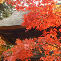 埼玉県新座市平林寺