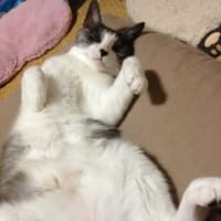 ヘソ天の季節到来