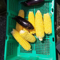 暑くなりました