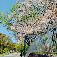 鶴舞公園の春