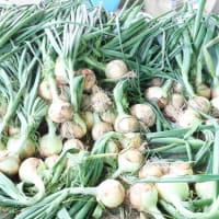今日も大豆の播種