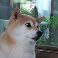 柴犬凜、今日は三輪公園