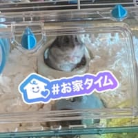 ハムスターとたわむれる
