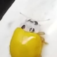 ありゃりゃ、、、