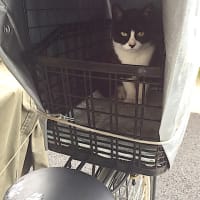病気判明と最期の日 ぐ たらeveryday