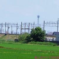 電車走る風景　蒼苗の先に