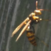 目ぼしい花は無かった