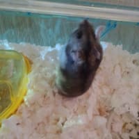 今日のちゃんこ