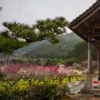龍興寺の梅