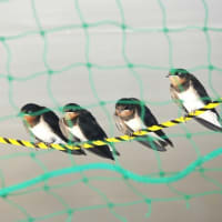 無事に巣立ったツバメ4兄弟