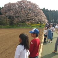 吉高の桜