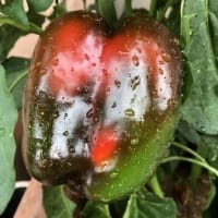 パプリカって育つのに結構な時間がかかるの？