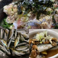 2024年8月12日【北条湾釣行】釣りたてのウルメイワシを食べる釣りのお供の猫達