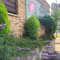 夏、涼しい家に。