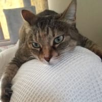 バテバテ