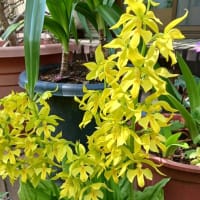 庭の花