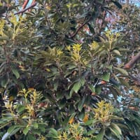 オサンポ walk - 植物plant : マテバシイ？ Lithocarpus edulis?