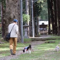 歴史を感じる｢新海三社神社｣～2025GW長野旅行⑬