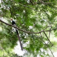 蛾を食べるサンコウチョウ