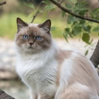 可愛く癒される猫ちゃんたちその⑥