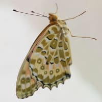 蝶の羽化