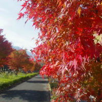 内子町国道56号線沿いの紅葉がかわいそう