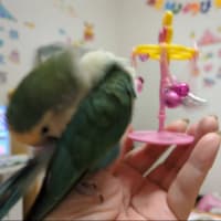 花ちゃんと寄り道②と早退😌