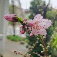 No.2544　桃の花
