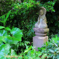「アジサイ」が咲く「麻生山東林寺」
