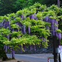 才ノ藤
