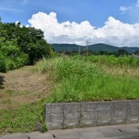 唐芋に水を掛ける　アナグマ被害　2025/06/20（鹿児島）